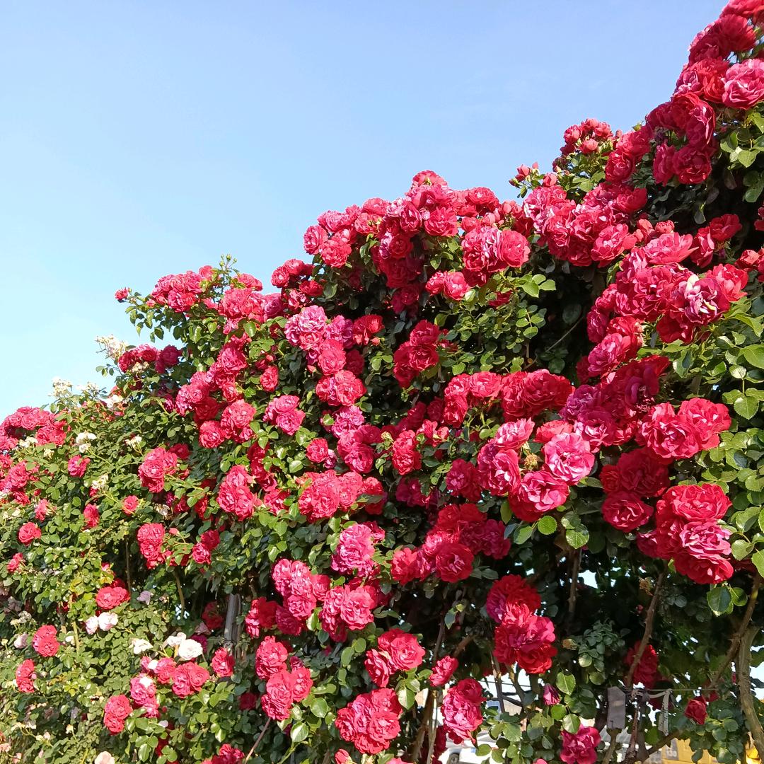 蕊栎花卉