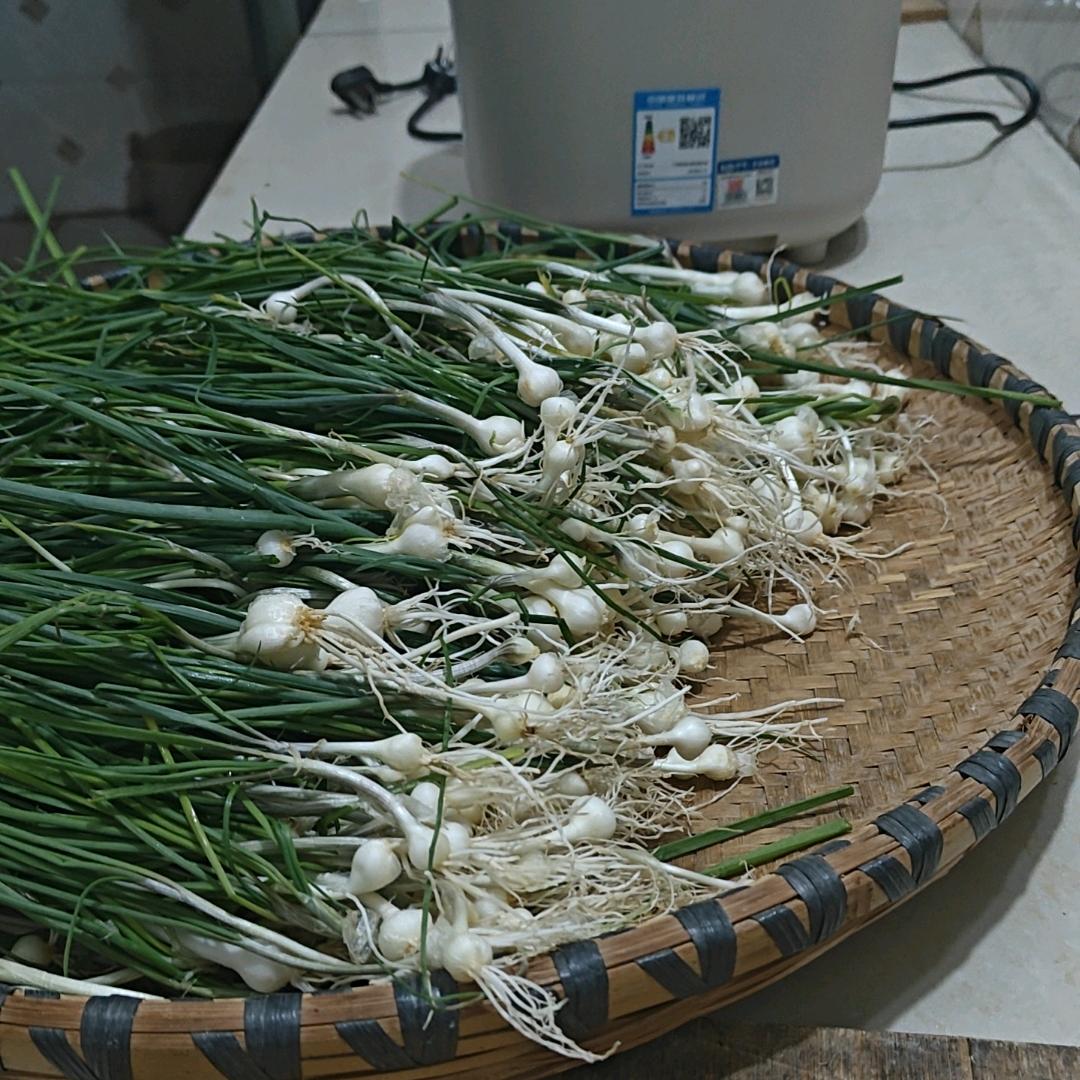林凤