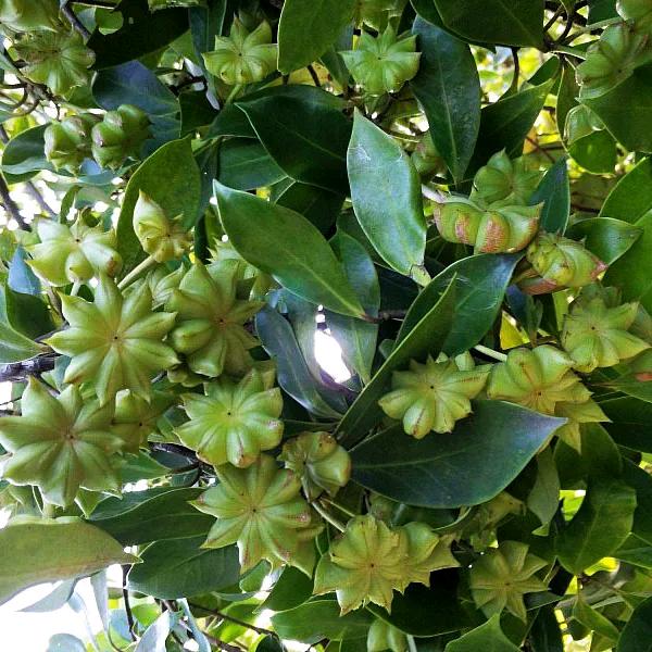 菌宝