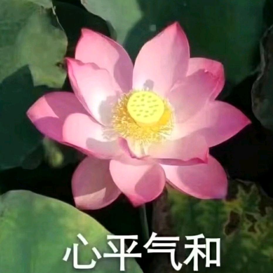 花开富贵₍˄·͈༝·͈˄*₎◞ ̑̑