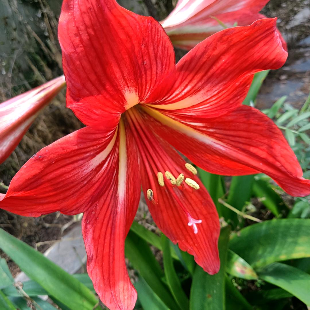 心静如水🌹🌹🌹🌹