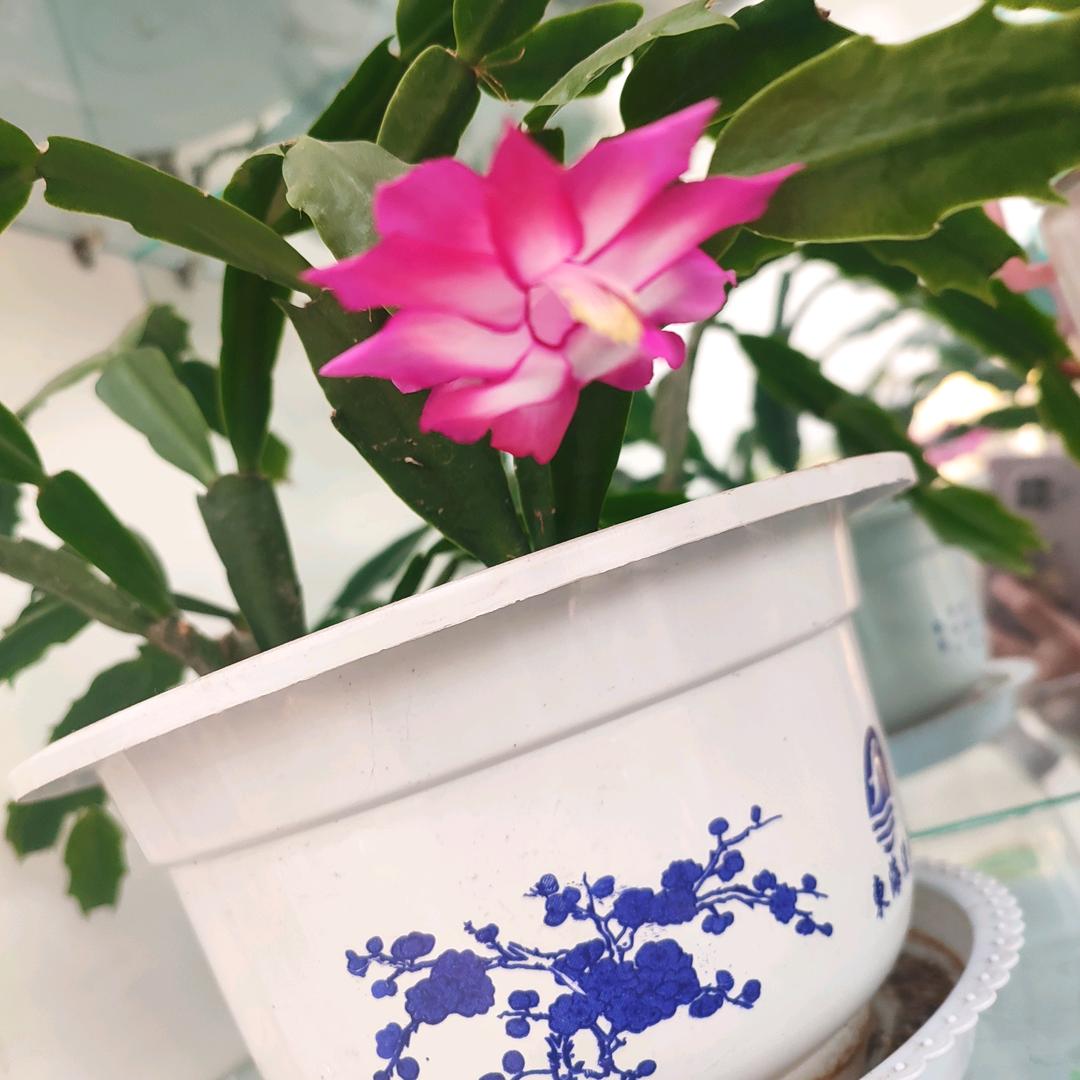 芬芬@fenfen
