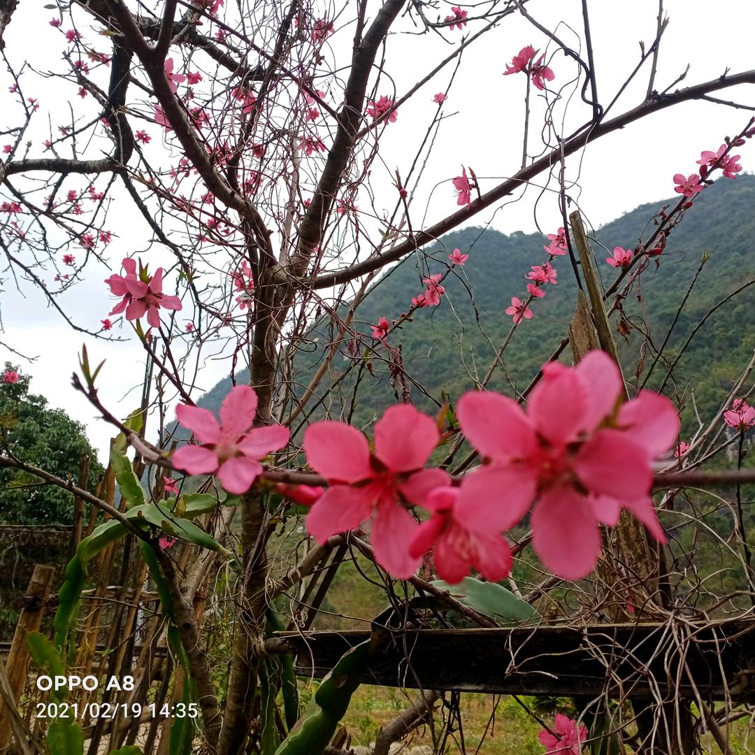 平安是福