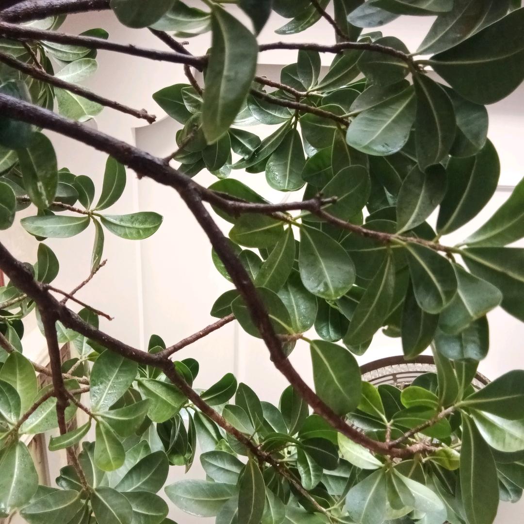 橄榄树
