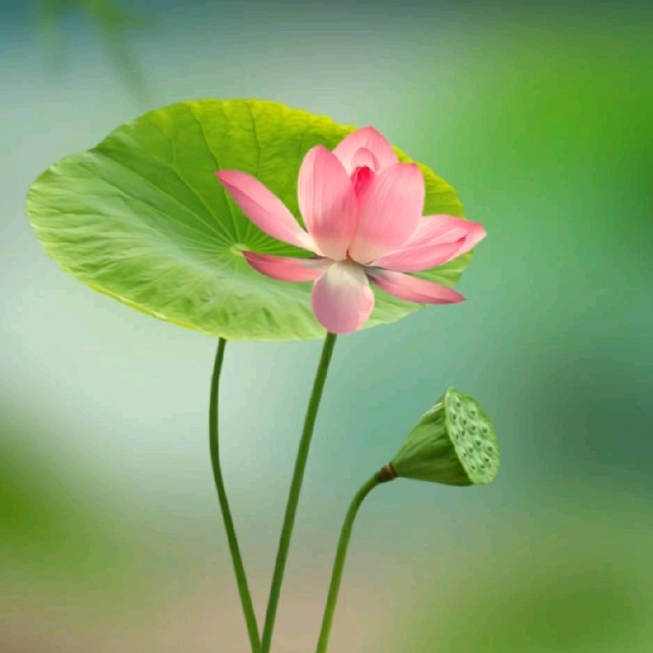 水墨印染了画卷