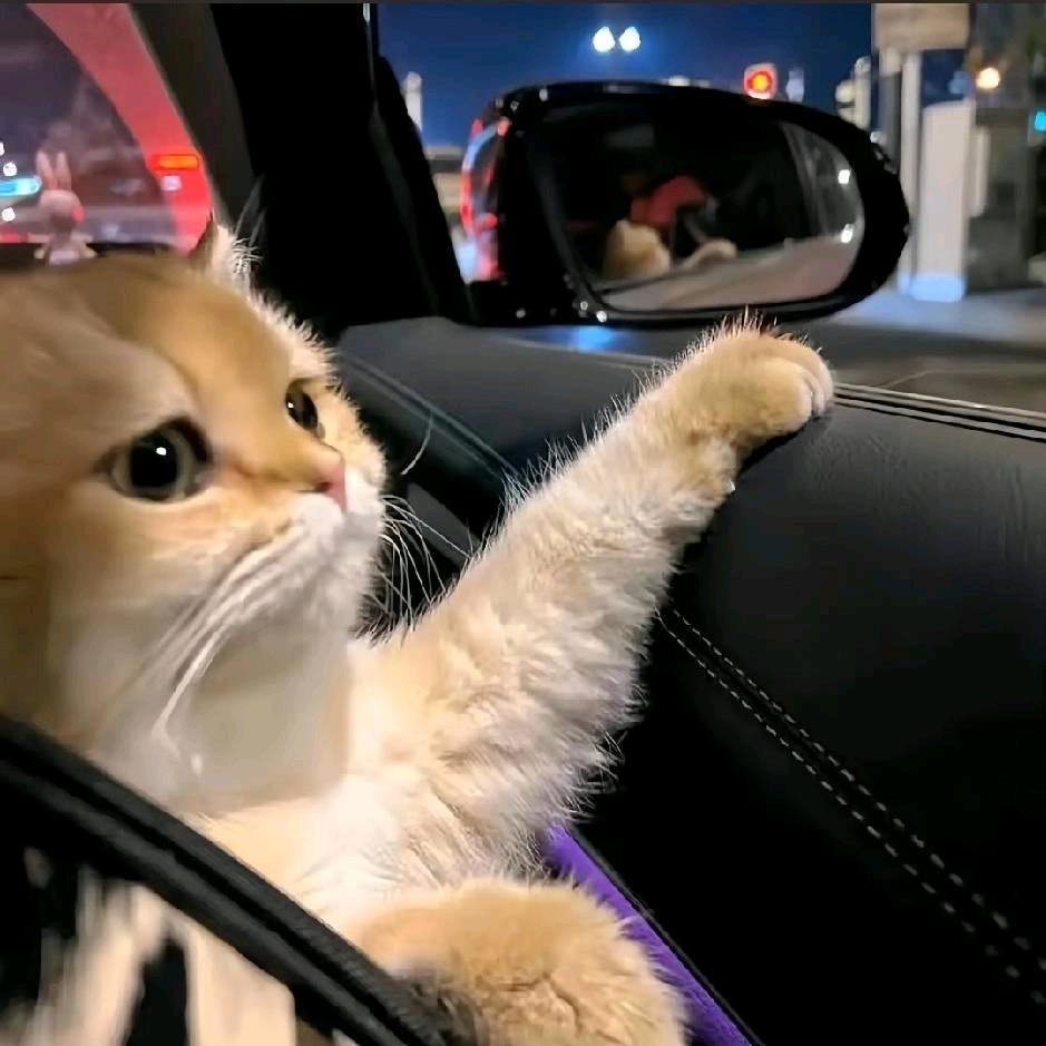 爱柴爱己 风生水起ⁱᵛᵛ