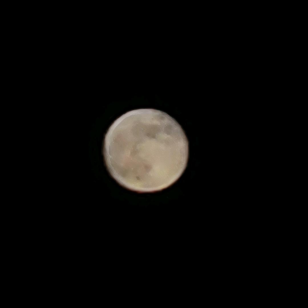单身贵族