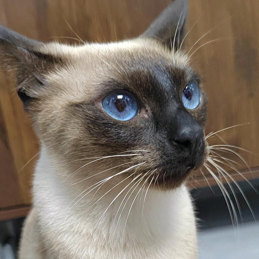 糖豆是只暹罗猫