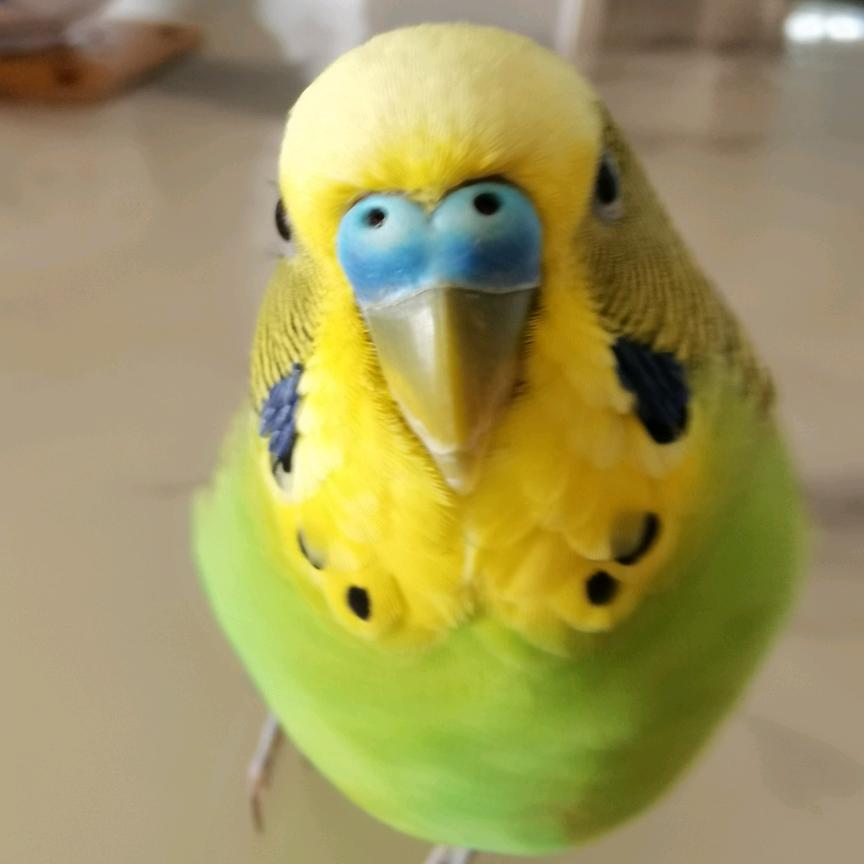 妲姬
