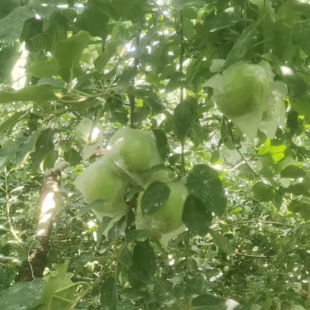 果农卖货