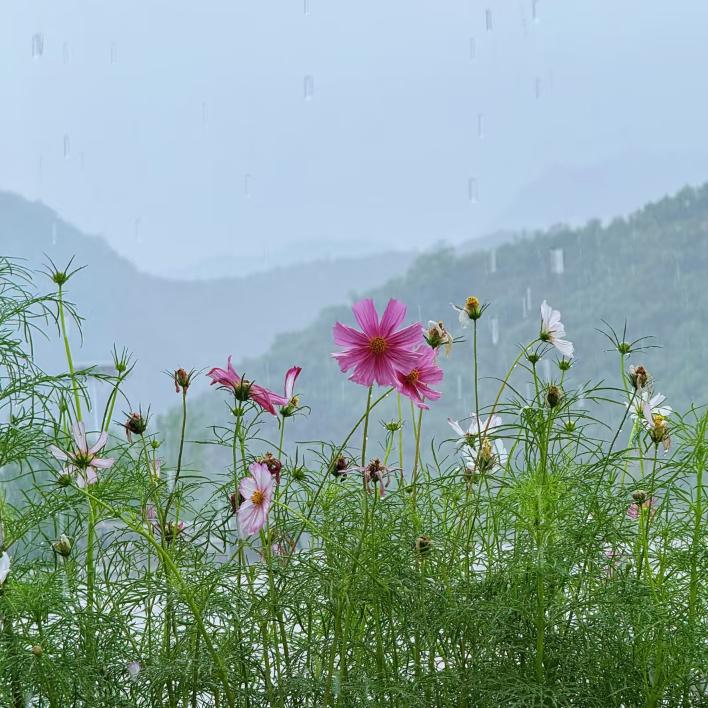 马瑞英