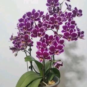 花开花落头像