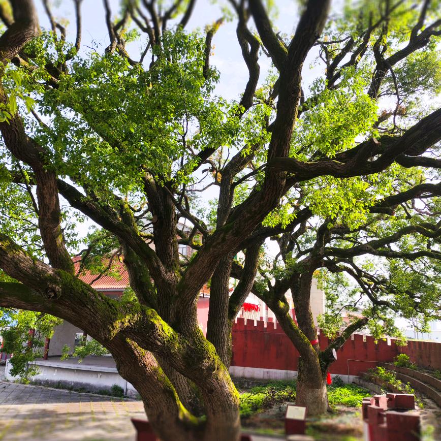 临资口龙舟竞渡