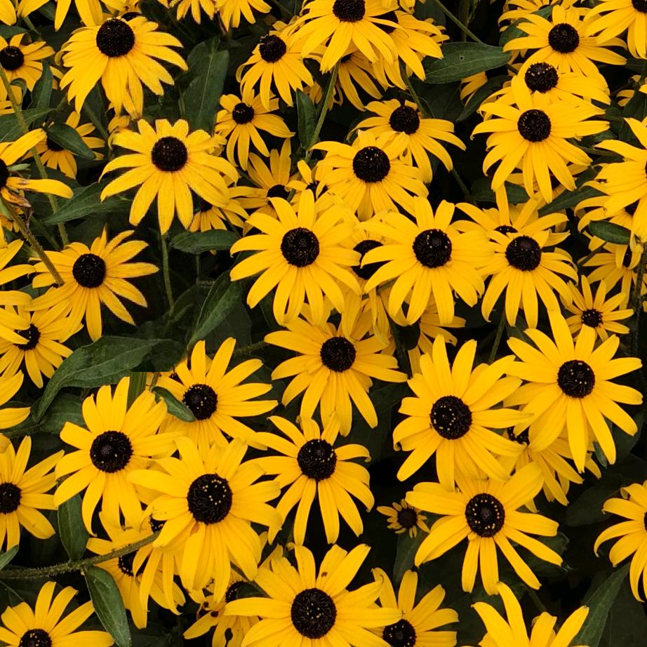 🇨🇳好运来❤️💱