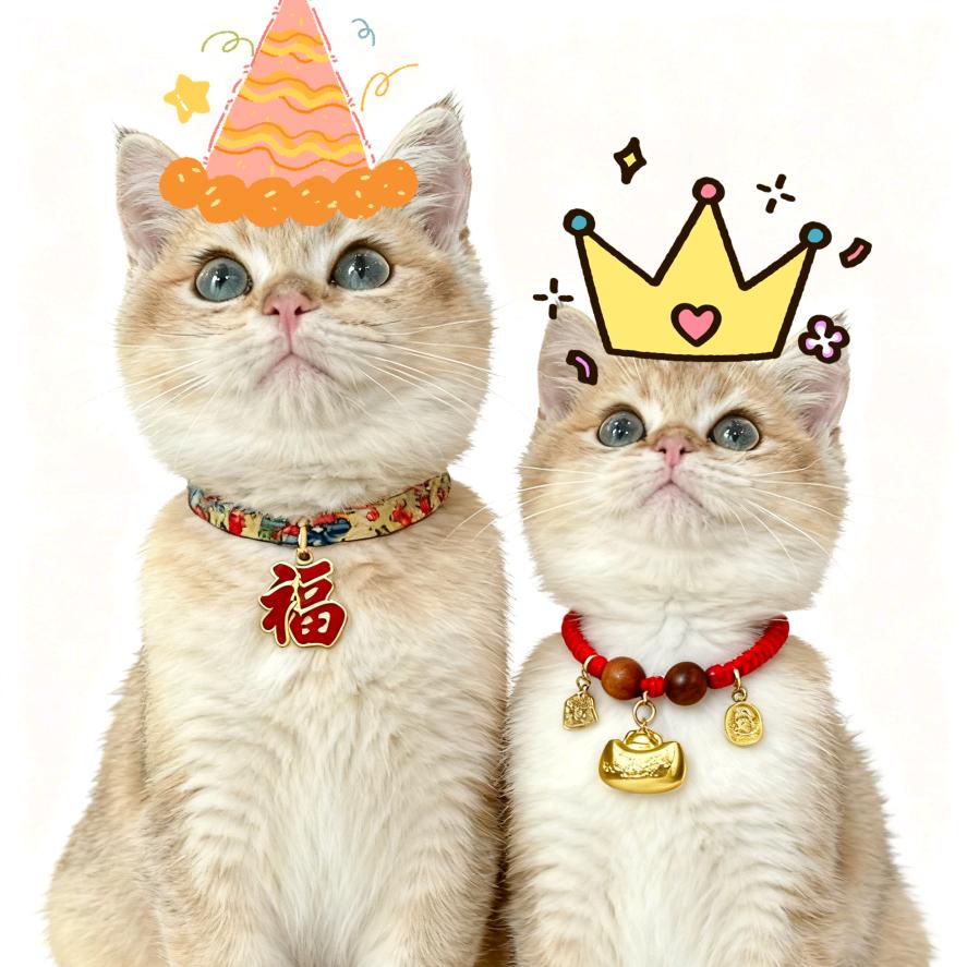 家有福豆金元宝