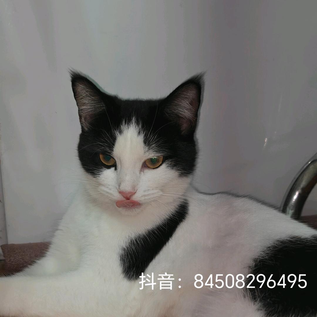 来点可乐