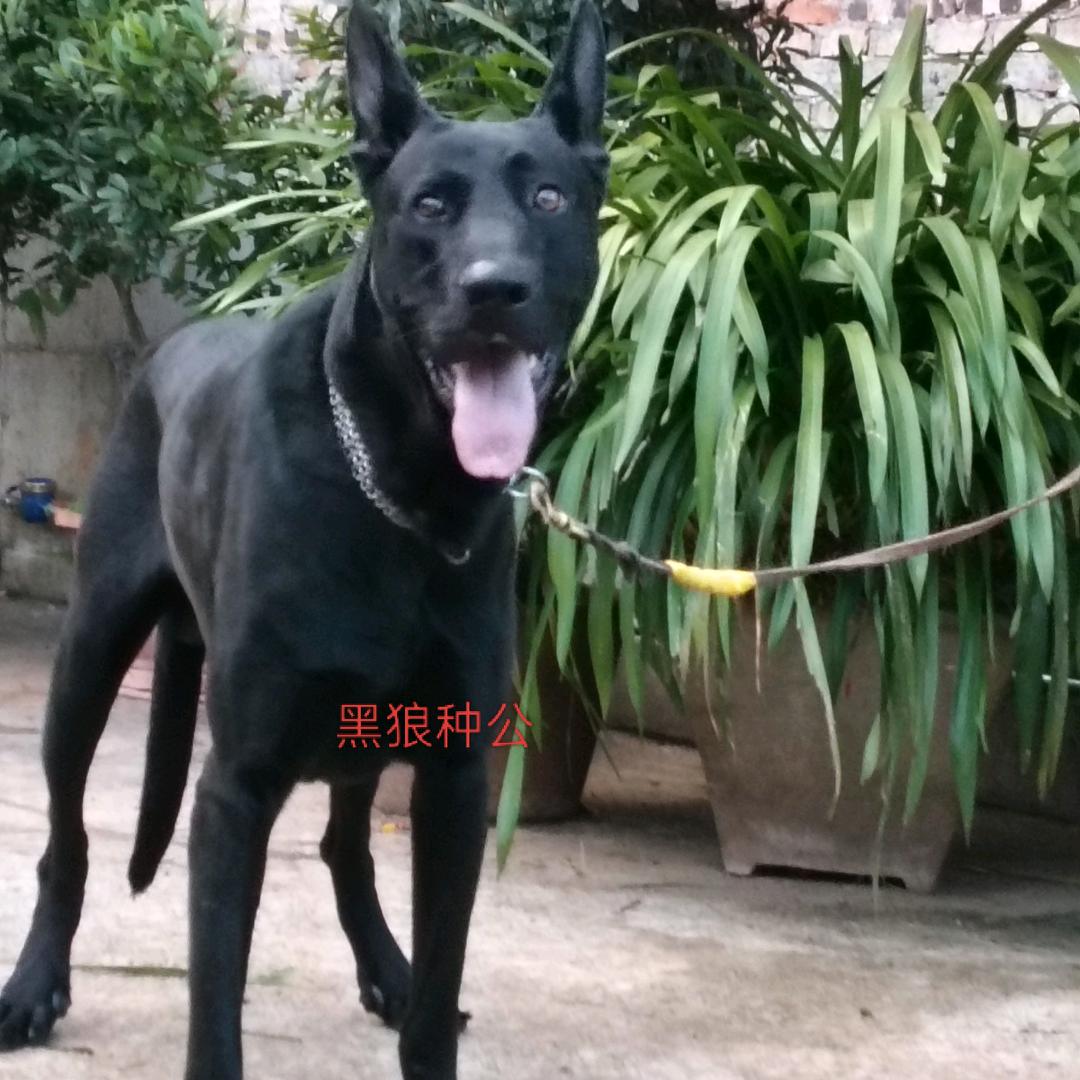 黑狼犬基地