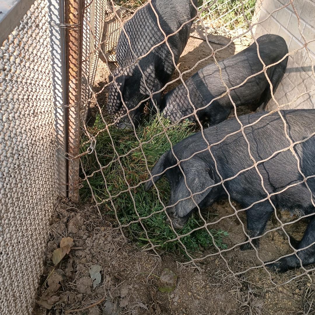 我的大狼狗____土黑猪养殖