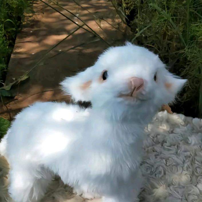 咩咩
