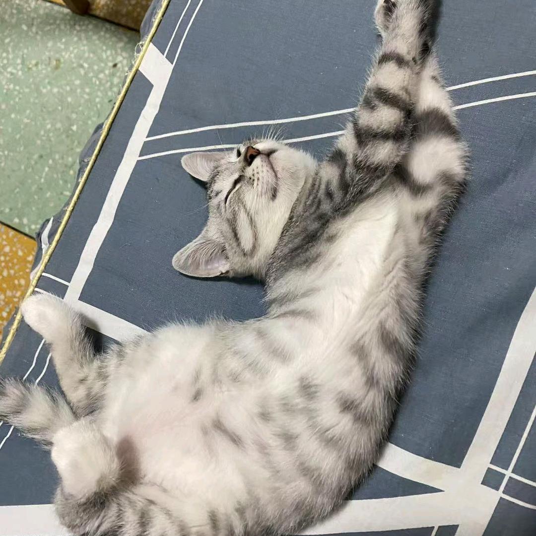 喜樂和她的仨伙伴😽