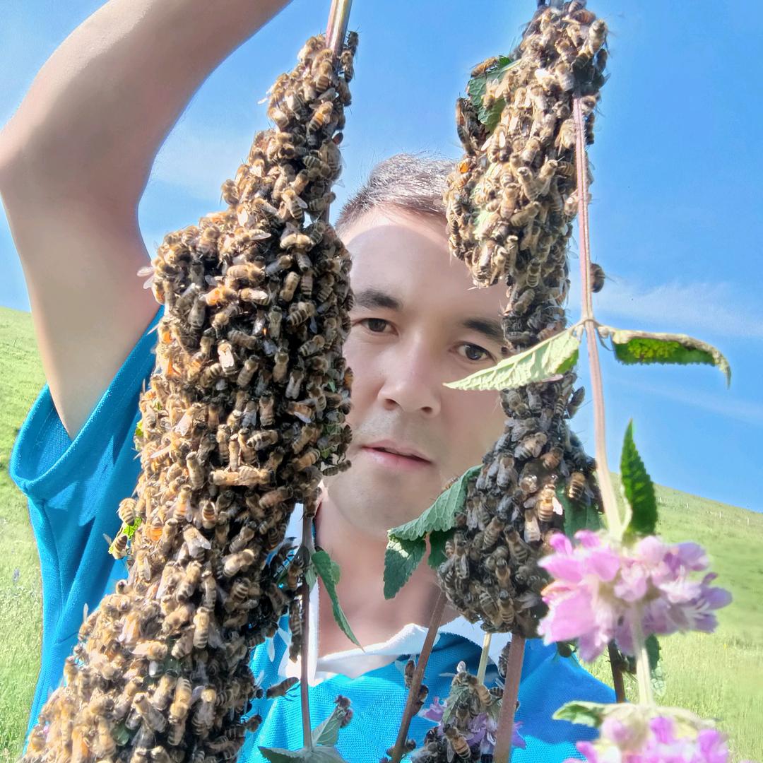 海哥讲蜜蜂