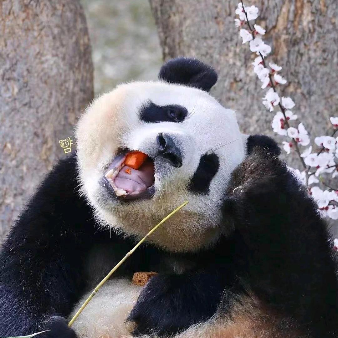 胖哒日常