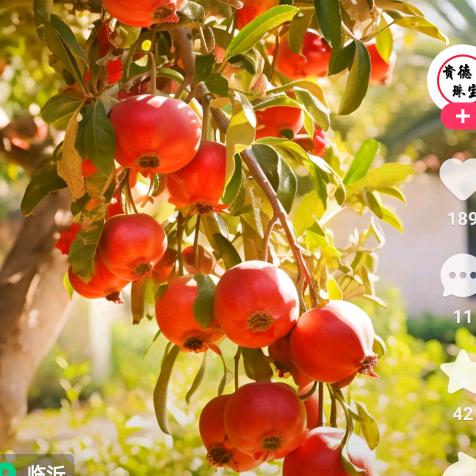 万紫千红小石榴