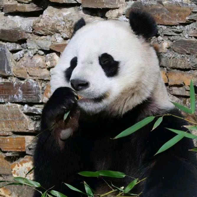 熊猫故乡的幺哥