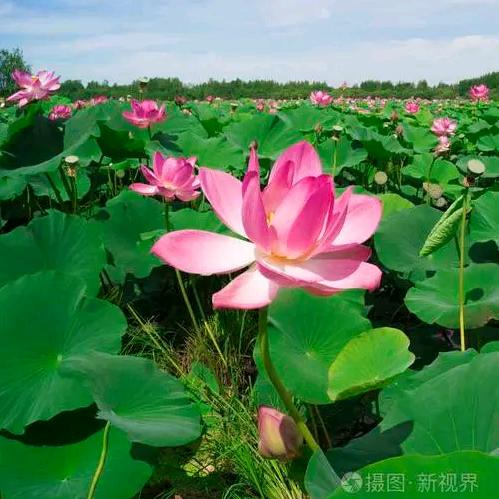 莲花盛开