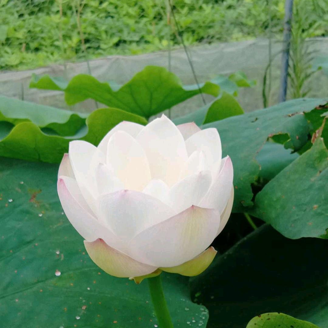 劉在心李
