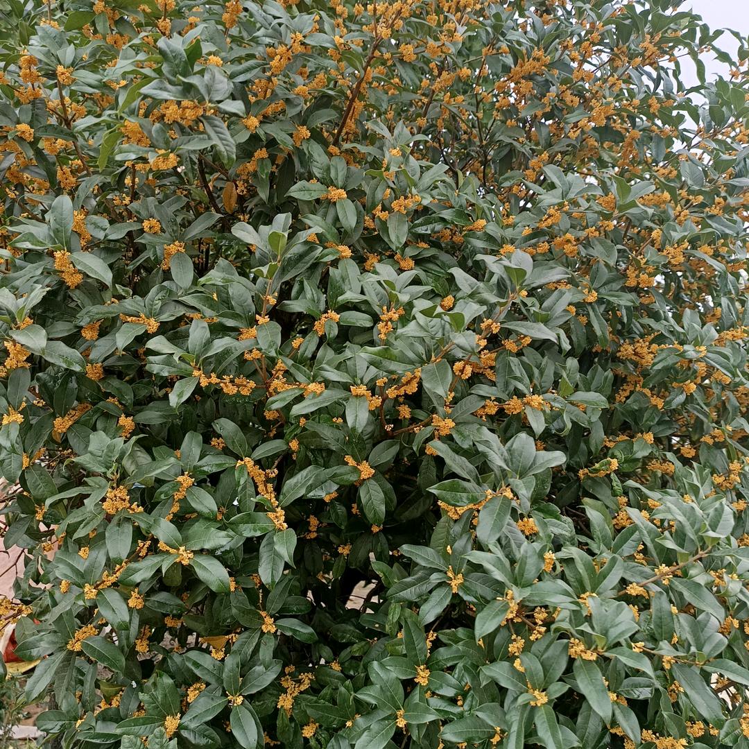 唐哥~刘集家酿手工纯粮黄酒