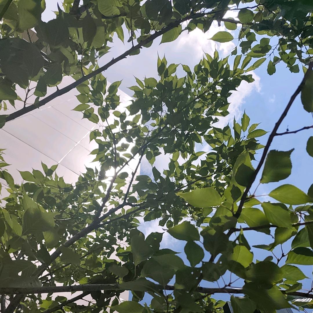 小柳爱生活