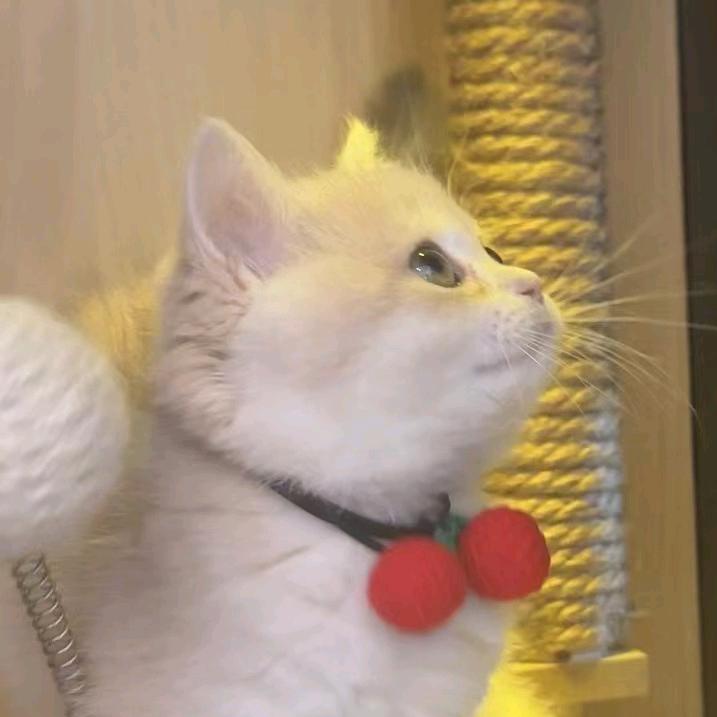 毛豆的猫🐱