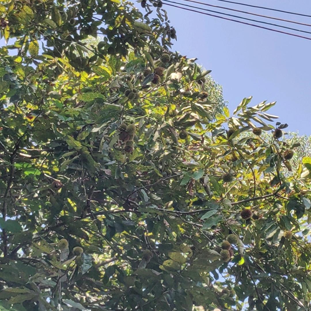 东记早餐派付