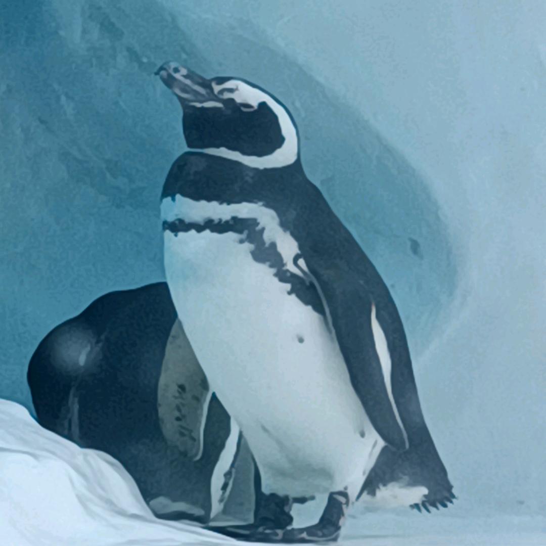 想念我的🐷🐷侠