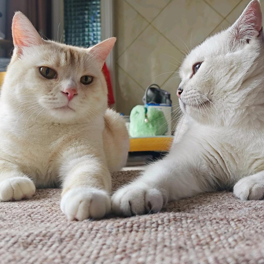 二猫玛玛