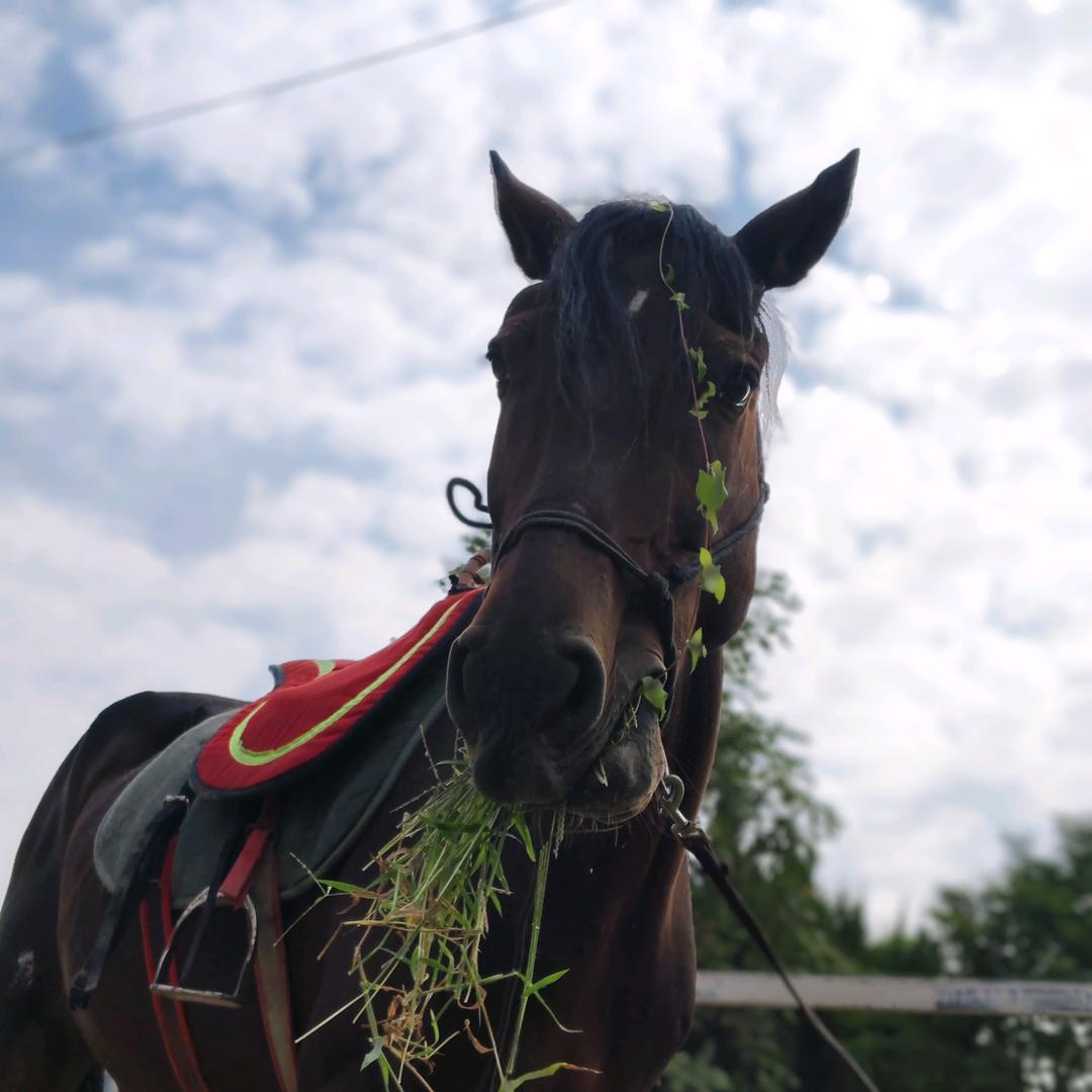 策马奔腾（禁止连续点赞）