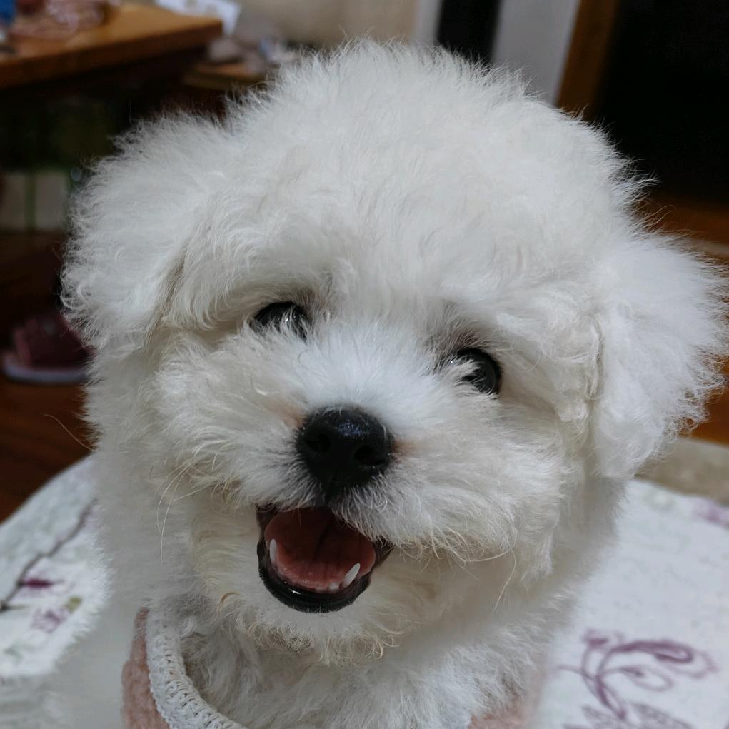 @比熊小白