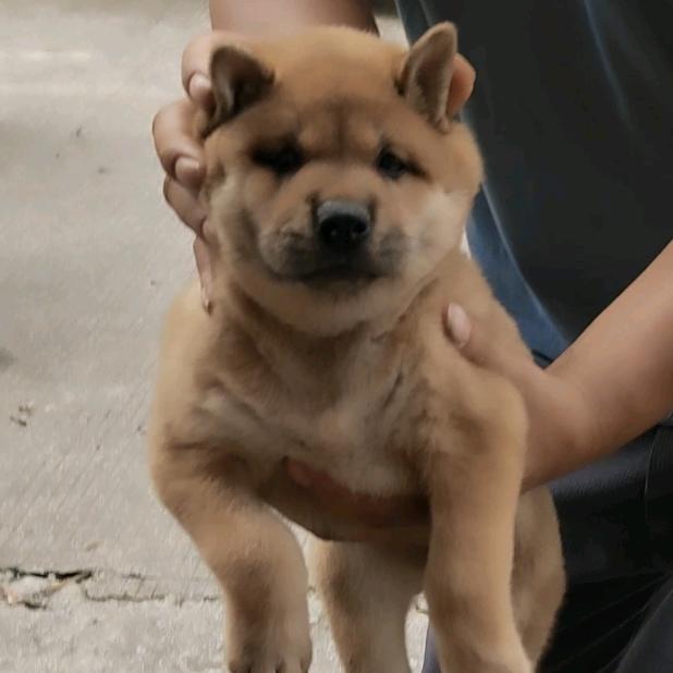 广西田园土猎🐕