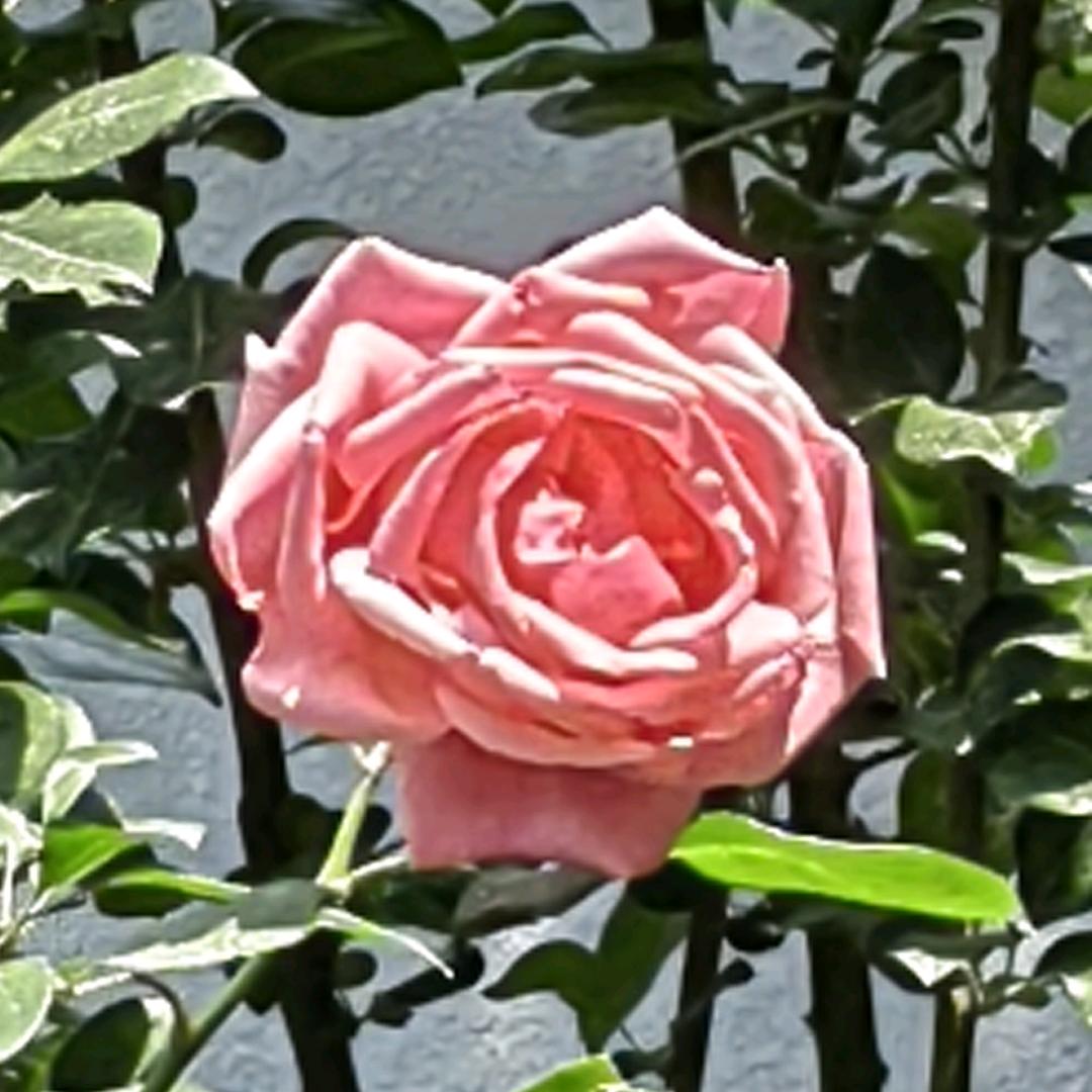 文小