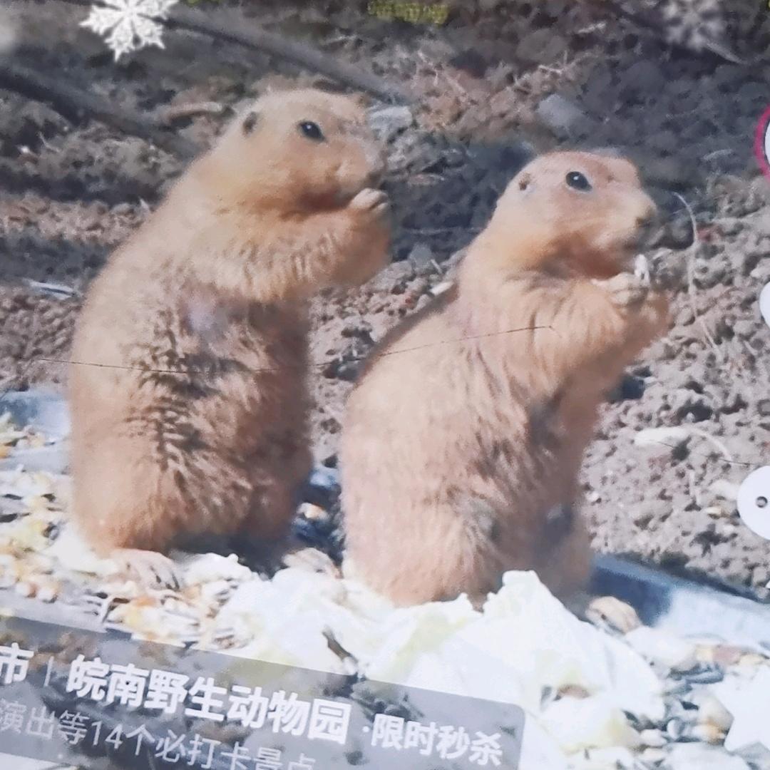 豌豆💍头像