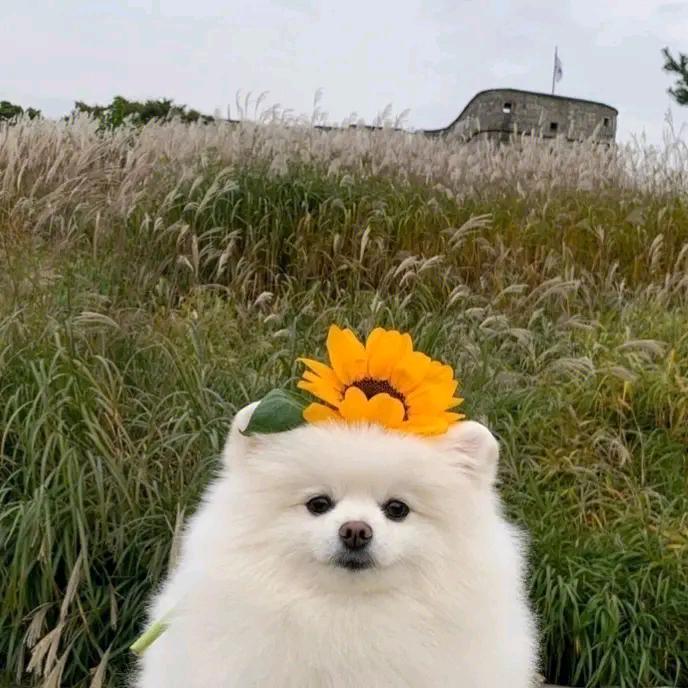 芸兮芸兮