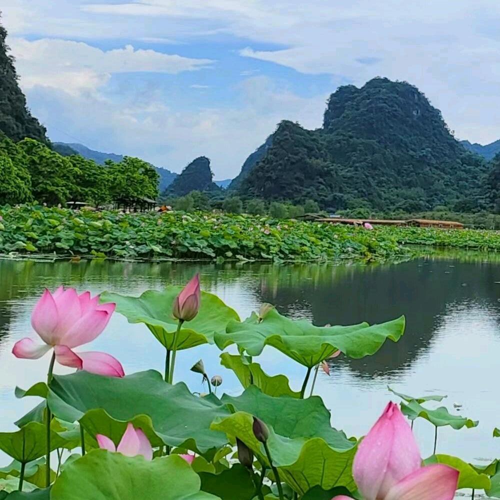 春归