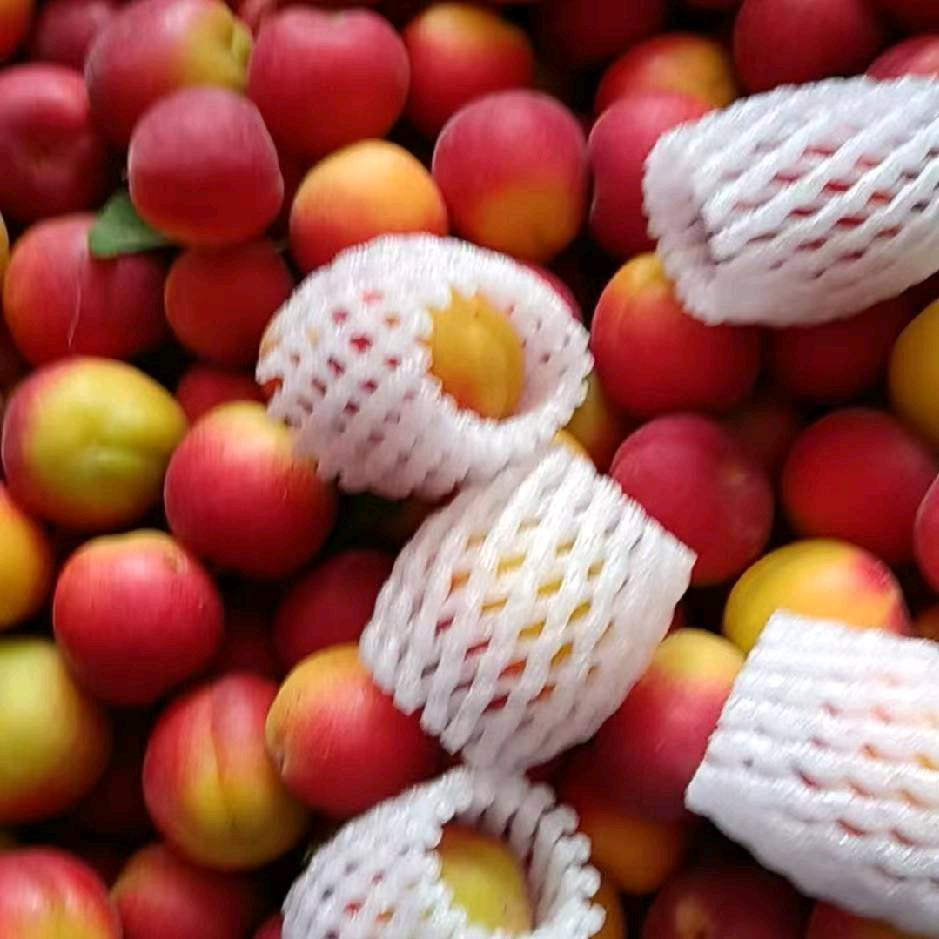 宁夏彭阳红梅杏