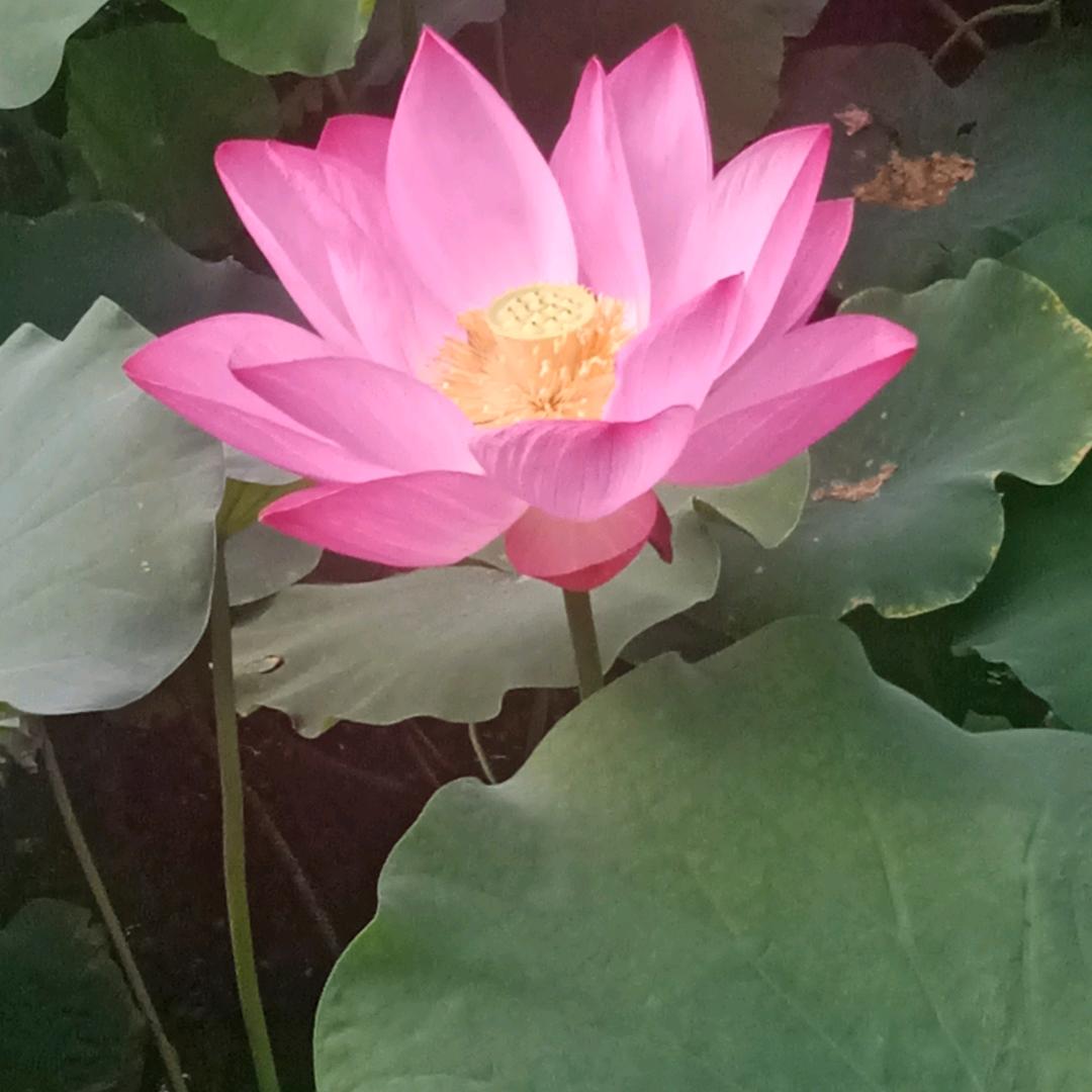 好物分享，产生共鸣，小陈