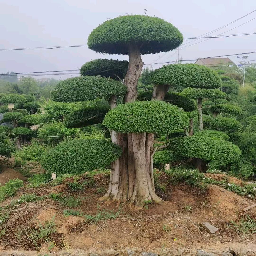 鱼七秒绿植
