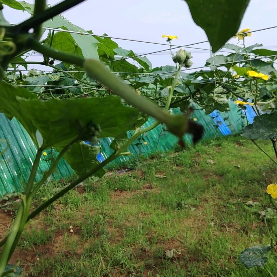 丝瓜六百亩
