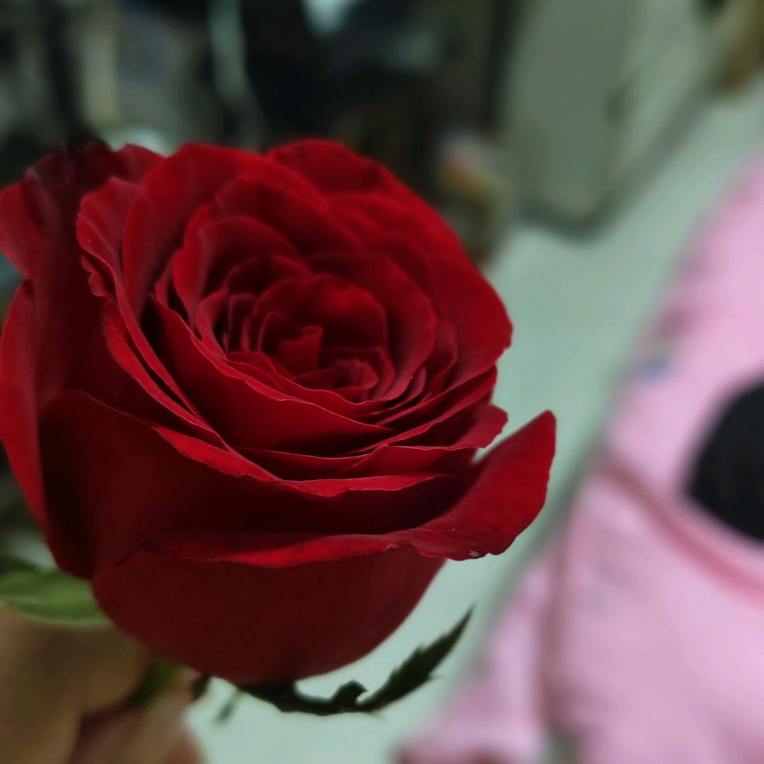 🌹((❤️往后余生⥎❤️))青青