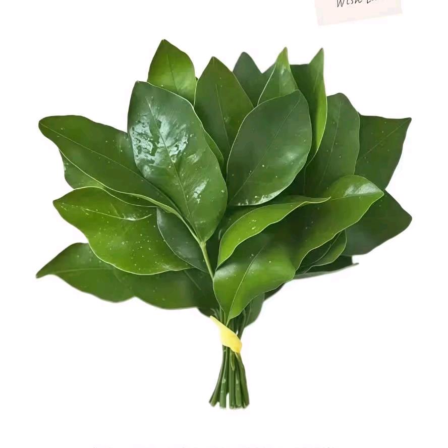 界牌 圣豪驾校 C1 C2驾驶培训