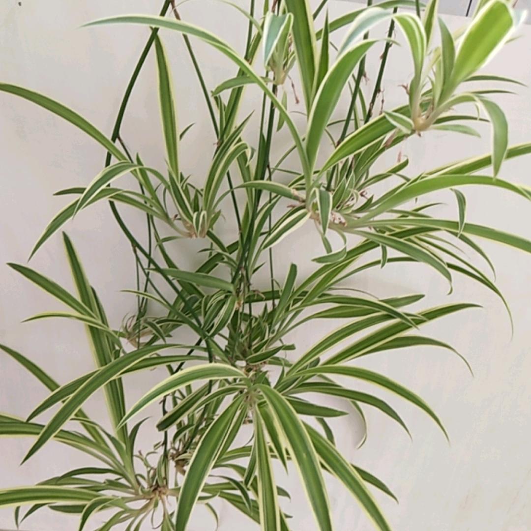 正能量传递